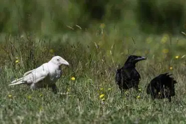 engelse vogels